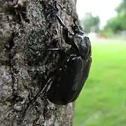 Un adulte en Norvège