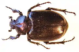 Photographie d’un scarabée.