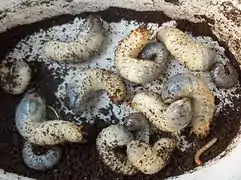 Photographie d’un groupe de larves de scarabées.
