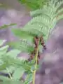 Osmunda claytoniana, détail des sporanges