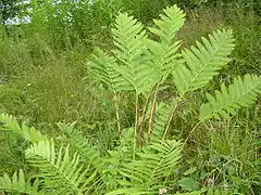 Osmunda claytoniana (Osmundaceae)