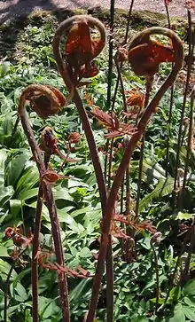 Osmunda regalis, crosses.