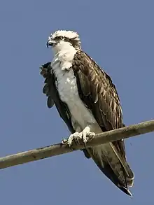 Photographie d'un rapace gris, perché sur une barre horizontale, sur fond de ciel bleu.