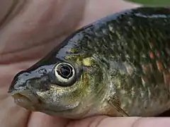 Osteochilus vittatus