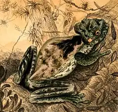 Description de l'image Osteopilus crucialis 1888.jpg.