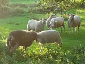Moutons de Frise orientale à la queue caractéristique.