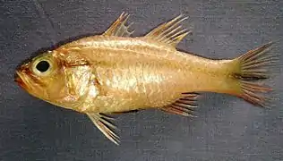 Ostorhinchus fasciatus