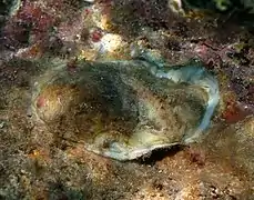 Un bivalve non identifié