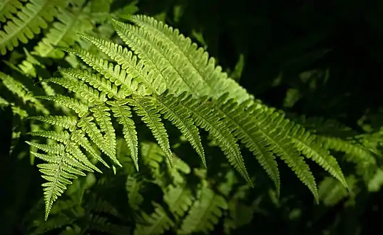 Fronde (botanique) d'une matteuccia struthiopteris, à Lysekil (commune), Suède. Mai 2020.