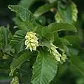 feuilles et infrutescence femelle au printemps