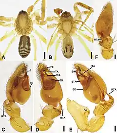 Description de l'image Otacilia gougunao (10.3897-zookeys.979.56273) Figure 4.jpg.