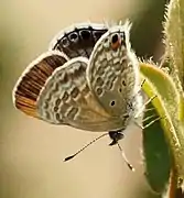 Anthene otacilia