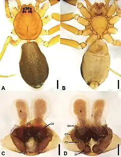 Description de l'image Otacilia longtanica (10.3897-zookeys.947.51175) Figure 12.jpg.