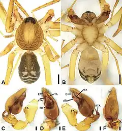 Description de l'image Otacilia ovoidea (10.3897-zookeys.947.51175) Figure 13.jpg.