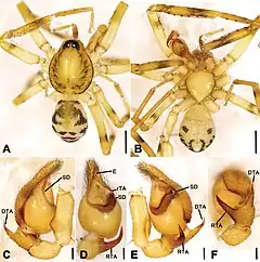 Description de l'image Otacilia subfabiformis (10.3897-zookeys.979.56273) Figure 9.jpg.