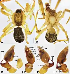 Description de l'image Otacilia wugongshanica (10.3897-zookeys.979.56273) Figure 12.jpg.
