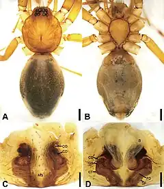 Description de l'image Otacilia xiaoxiica (10.3897-zookeys.947.51175) Figure 21.jpg.