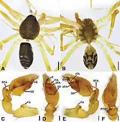 Description de l'image Otacilia yusishanica (10.3897-zookeys.979.56273) Figure 15.jpg.