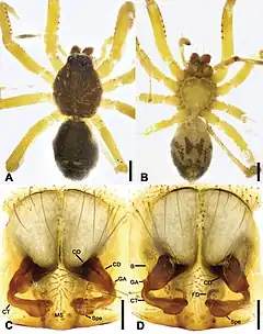 Description de l'image Otacilia ziyaoshanica (10.3897-zookeys.979.56273) Figure 21.jpg.