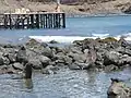 Des dizaines d'otaries jouent dans les vagues près de l'embarcadère