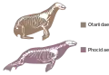Comparaison du squelette des phoques et des otaries.