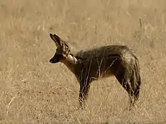 Otocyon en Namibie.