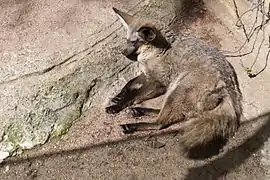 Otocyon megalotis au ZooParc de Beauval à Saint-Aignan-sur-Cher, France.