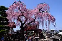 Cerisier pleureur dans la ville de Shirakawa (Fukushima)