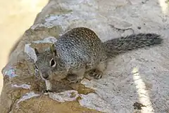 Description de l'image Otospermophilus variegatus Grand Canyon 3.jpg.