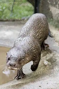 Description de l'image Otter from Cambodia.jpg.