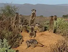 Groupe de suricates en Afrique du Sud