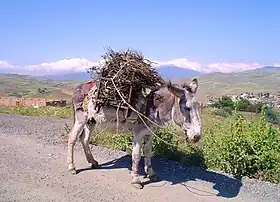 Image illustrative de l’article Âne en Algérie