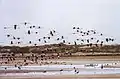 Des oiseaux aux alentours de l'embouchure (Agadir)
