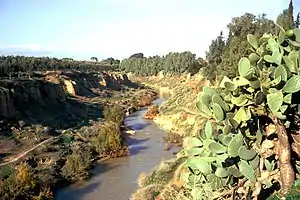 Oued Sig en crue (vers 1975).