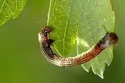 Une chenille de la Phalène du sureau.