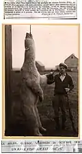 Ours blanc abattu près de la rivière Péribonka en 1938.