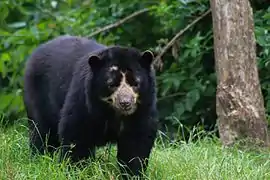 Ours à lunettes au Bioparc de Doué-la-Fontaine.