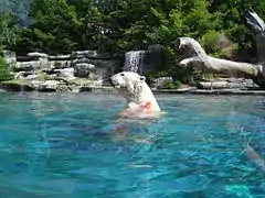 Photographie d'un ours blanc dans son bassin.