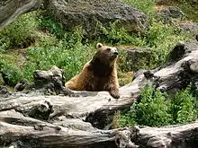 Ours brun présent dans une réserve autrichienne