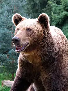Photographie de la tête d'un ours brun.
