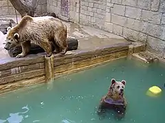 Ours bruns dans leur enclos (aujourd'hui supprimé et remplacé par la forêt des ours).