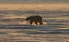 Photographie en couleurs d'un ours polaire.