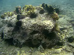 Stomopneustes variolaris à La Réunion (avec des Echinometra mathaei).