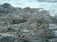 Les oursins tortues sur les rochers de l'île de La Réunion.