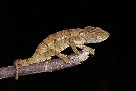 Femelle dans le parc national de la Montagne d'Ambre (Madagascar).