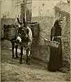 Une femme et son âne ans la région de Plouharnel vers 1885.