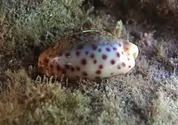 Ovatipsa chinensis à la Réunion.