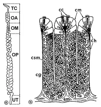 TC: trompe ciliée, OA: oviducte antérieur, OM: ov. moyen; OP: ov. postérieur; TC: utérus