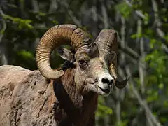 Mouflon canadien.