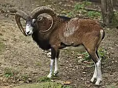 Mouflon oriental